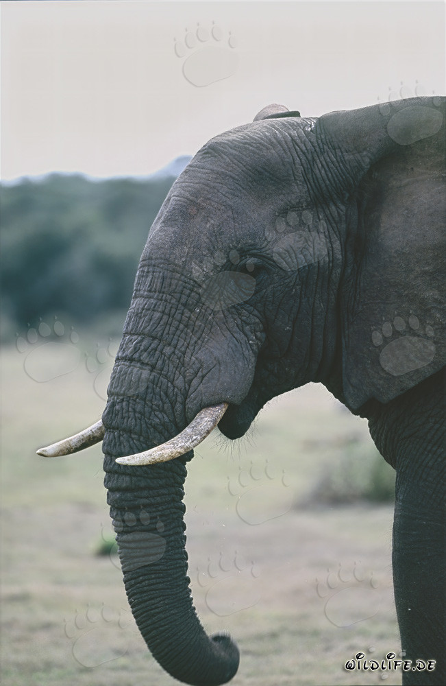Retrato majestuoso de un elefante de perfil