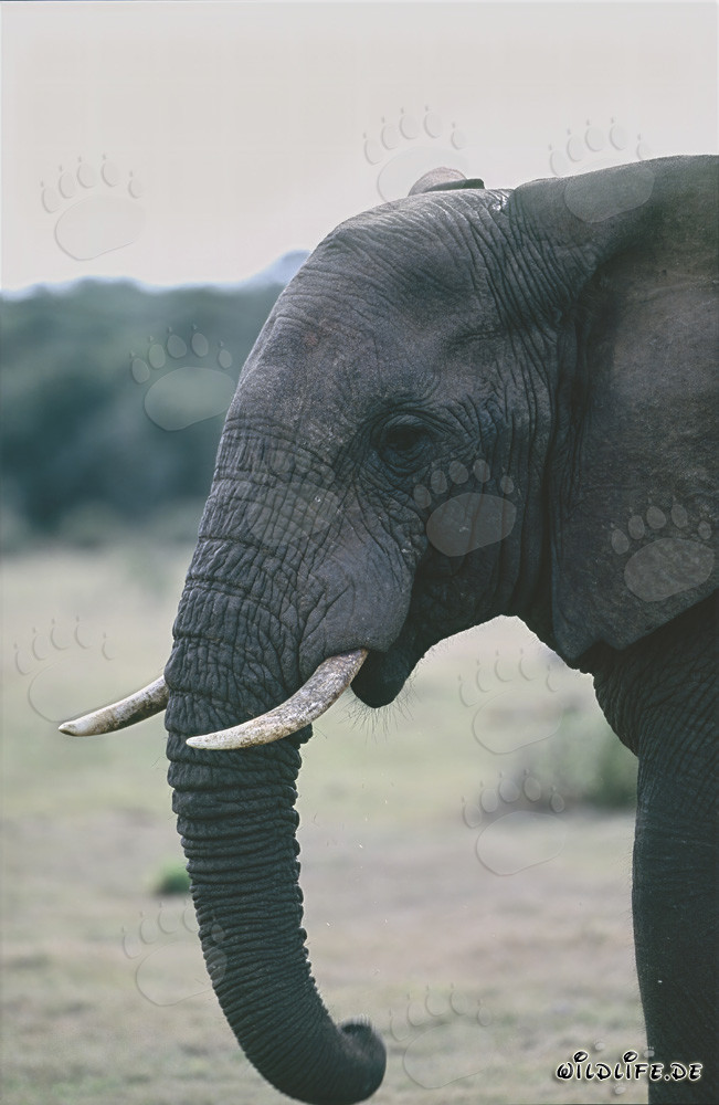 Ritratto maestoso di un elefante di profilo