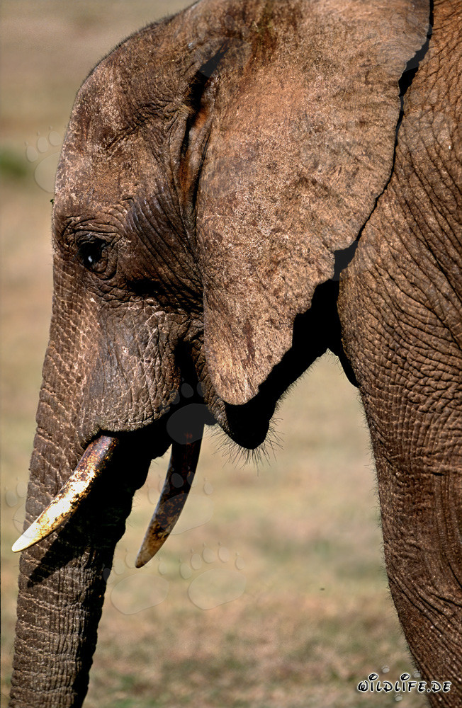 Majestic Portrait of an African Elephant