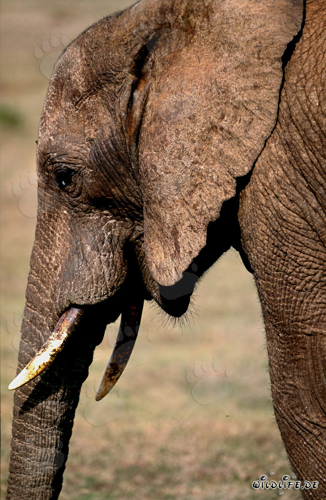 Portrait majestueux d'un éléphant africain