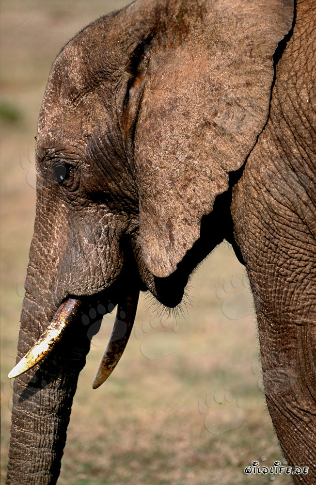Retrato majestuoso de un elefante africano