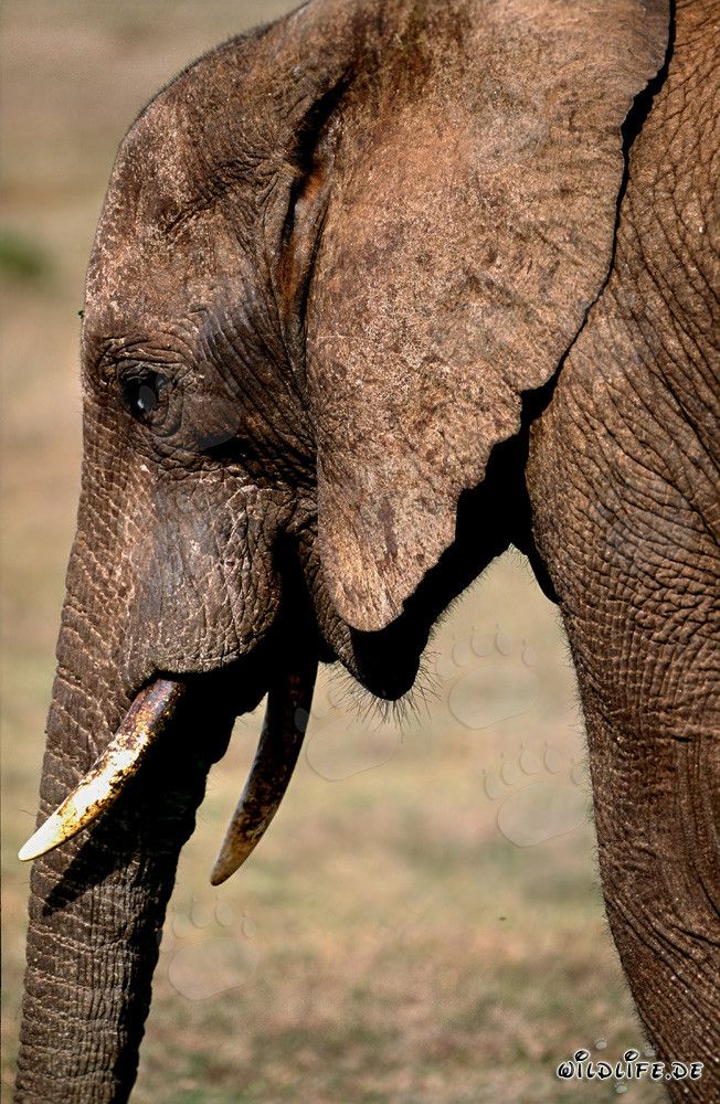 Ritratto maestoso di un elefante africano