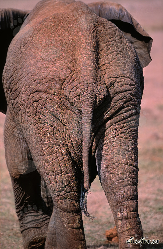 African Elephant - Majestic Rear View in the Sunrise