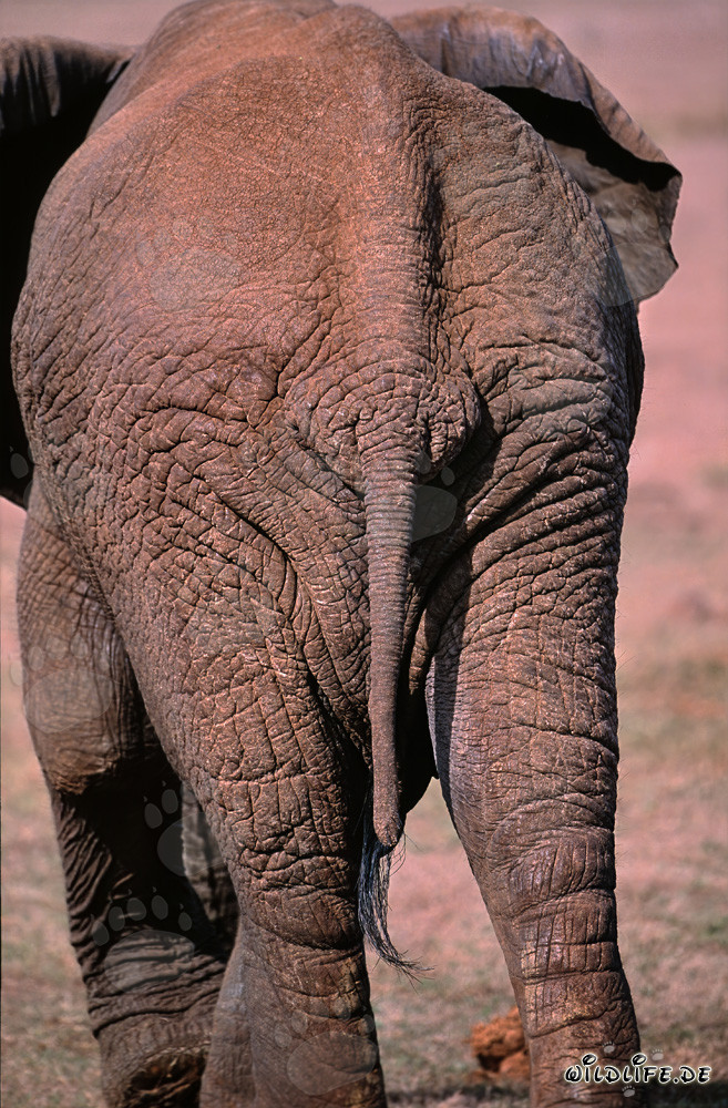 Elefante Africano - Vista maestosa da dietro all'alba