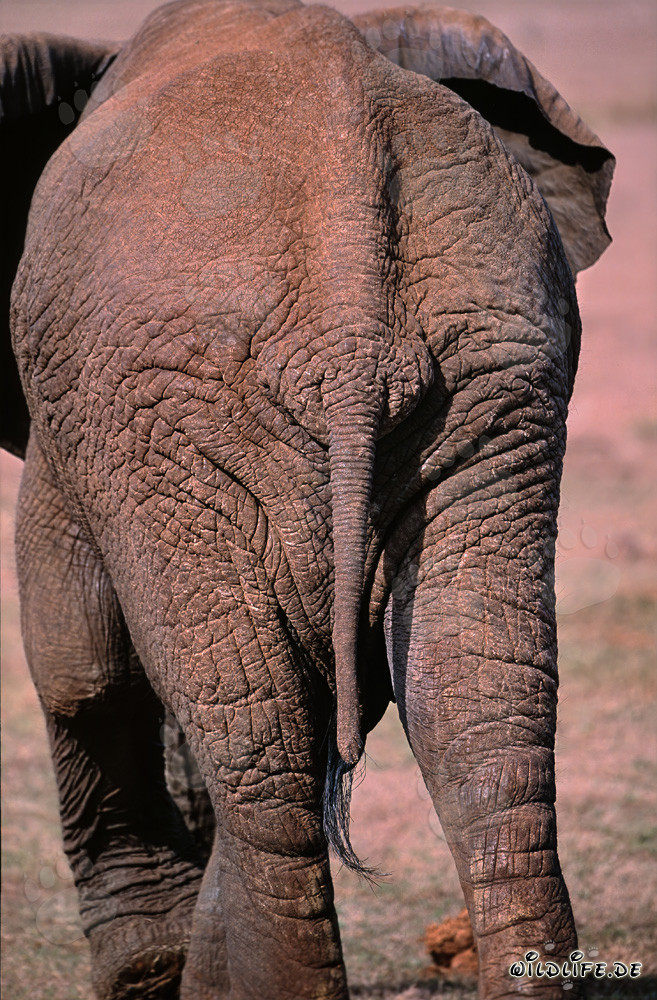 Elefante Africano - Vista majestuosa de espalda al amanecer