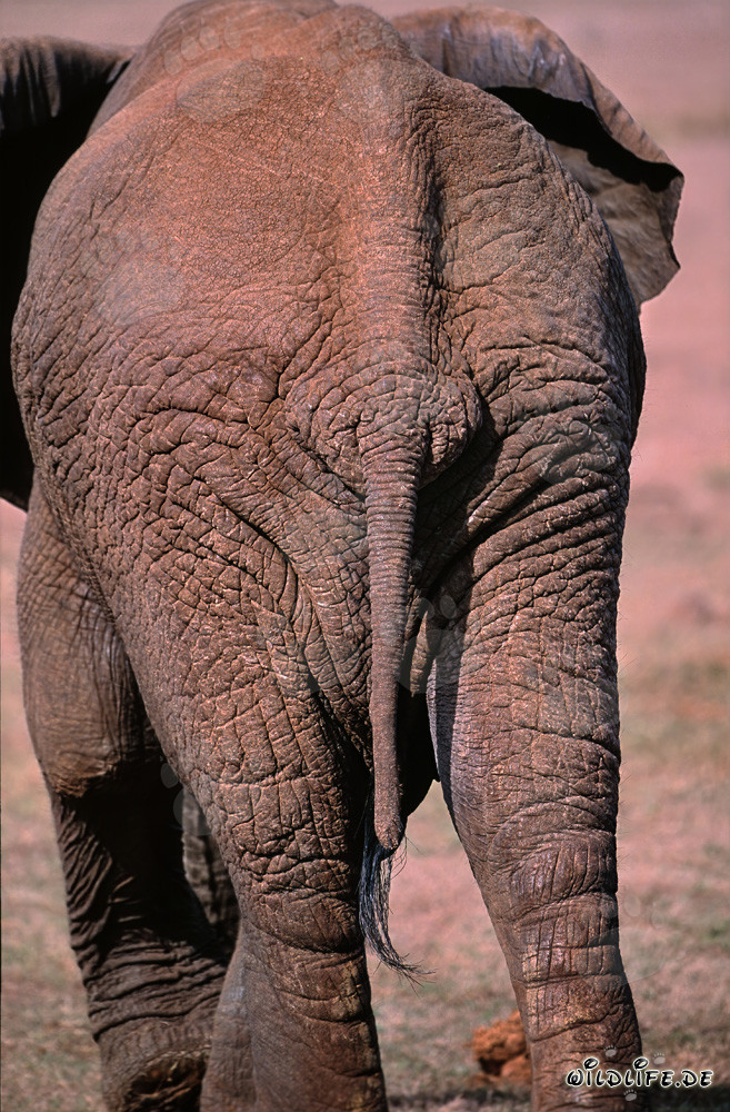 Éléphant d'Afrique - Vue majestueuse de dos au lever du soleil