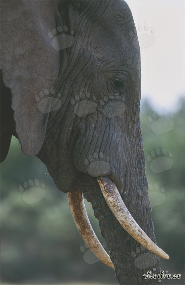 Majestic side portrait of an African elephant
