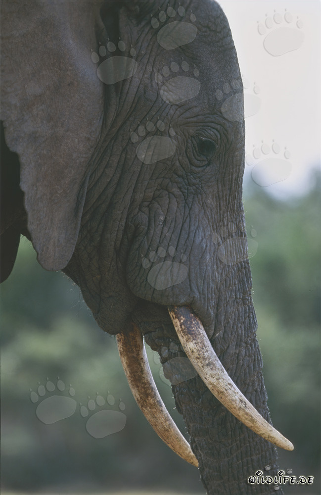 Retrato majestuoso de un elefante africano de lado