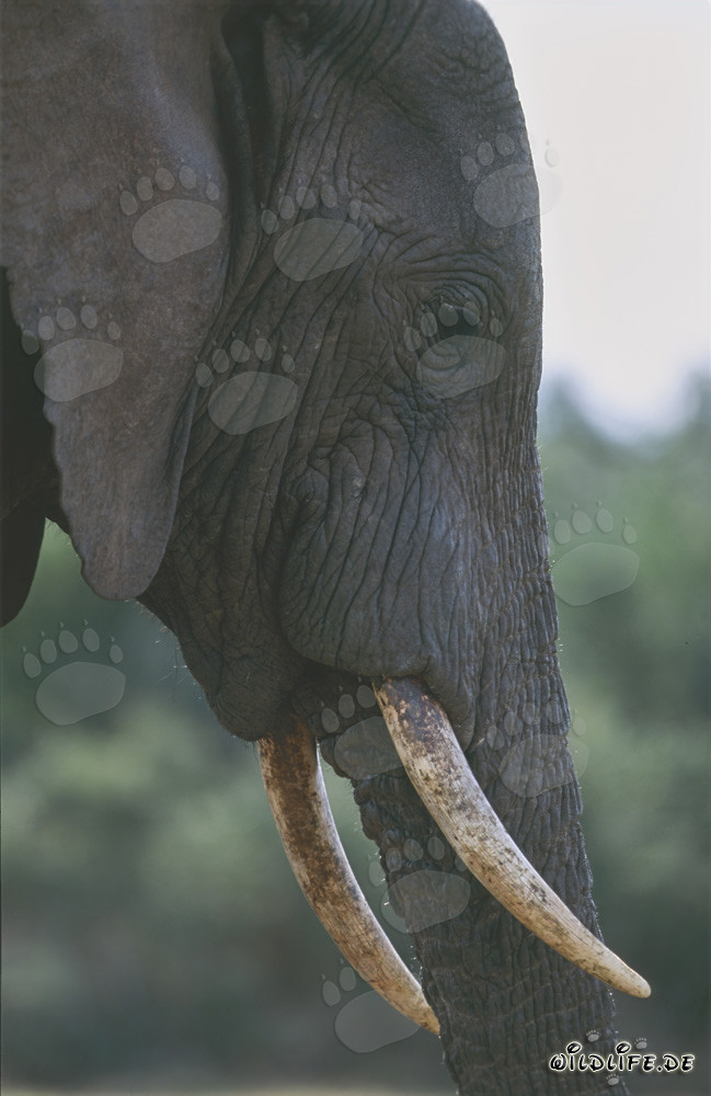 Ritratto maestoso di un elefante africano di lato