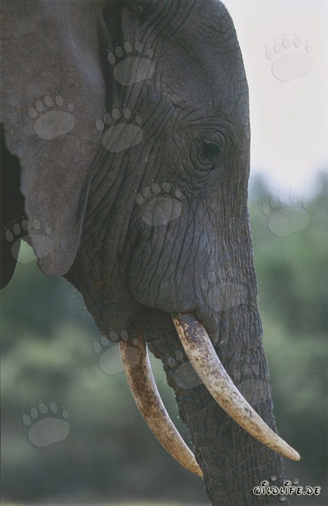 Portrait majestueux d'un éléphant africain de côté