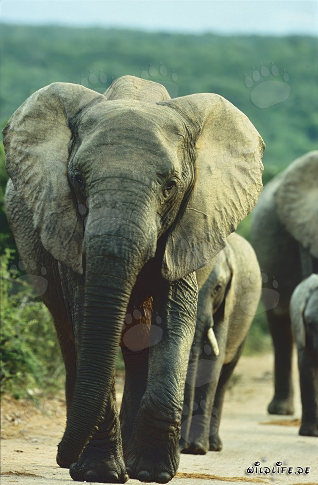 Majestic herd of elephants on the way to the watering hole in Addo Elephant National Park
