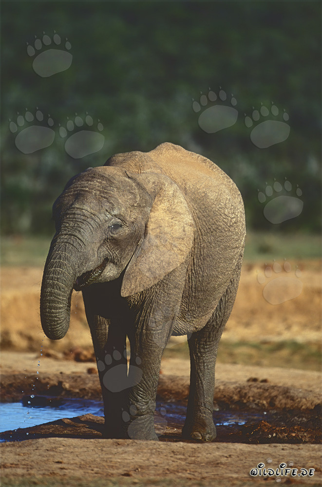 Majestic African Elephant at a waterhole in Addo Elephant National Park, South Africa