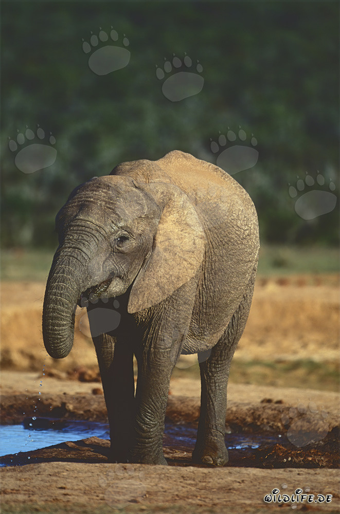 Majestätischer Afrikanischer Elefant an einer Wasserstelle im Addo Elephant Nationalpark, Südafrika