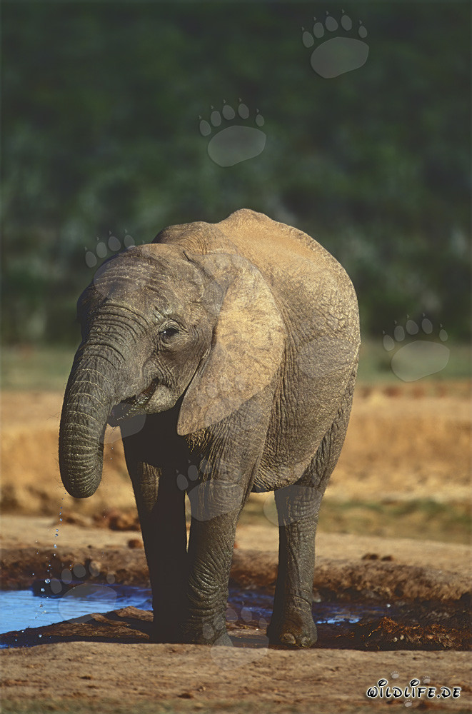Maestoso elefante africano presso un punto d'acqua nel parco nazionale degli elefanti di Addo, Sudafrica