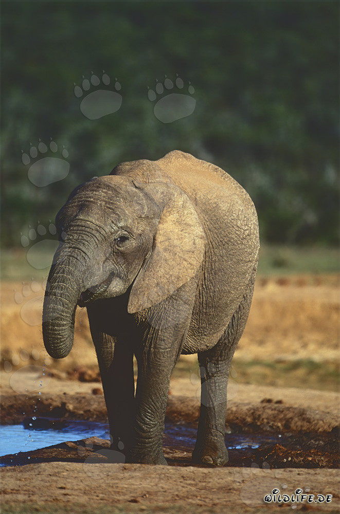 Elefante africano majestuoso en un abrevadero en el Parque Nacional de Elefantes de Addo, Sudáfrica