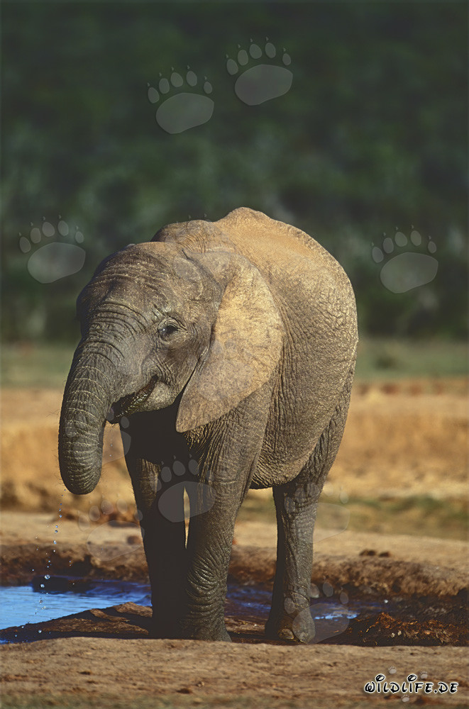 Éléphant africain majestueux à un point d'eau dans le parc national des éléphants d'Addo, Afrique du Sud