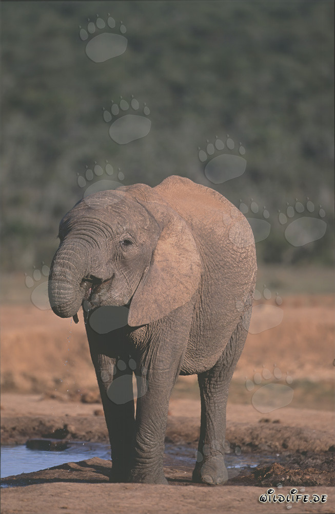 Majestic African Elephant Drinking at Waterhole