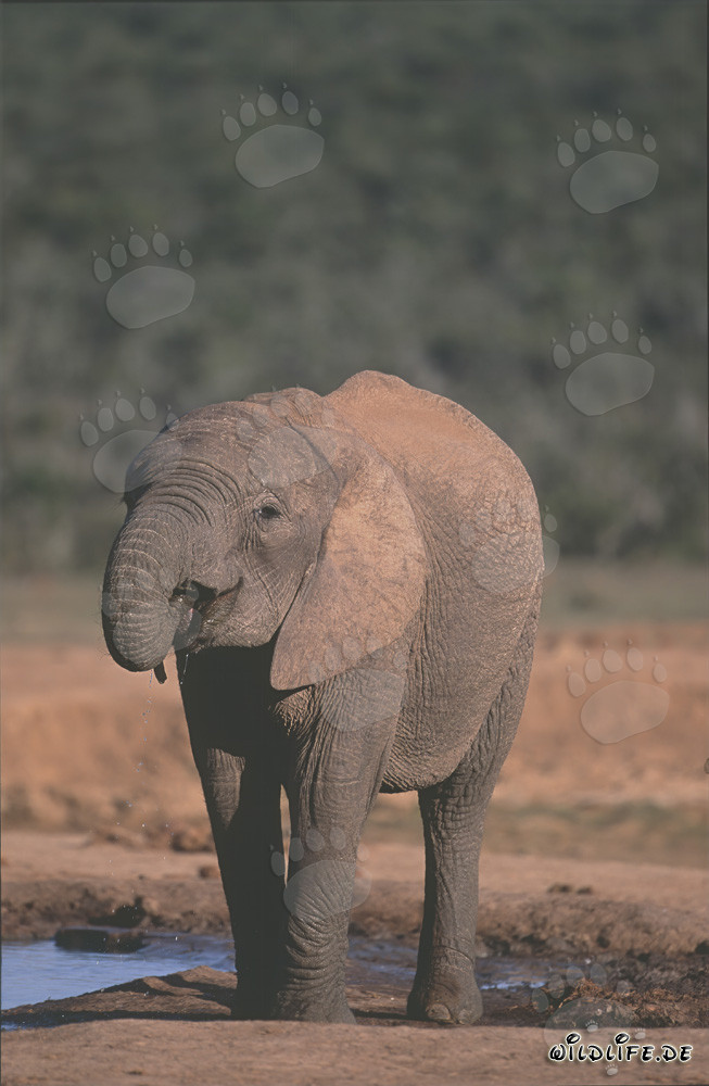 Majestätischer Afrikanischer Elefant beim Trinken am Wasserloch