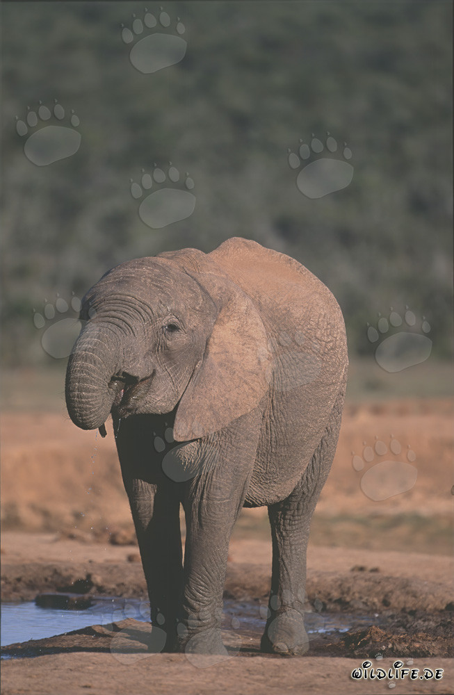 Majestuoso elefante africano bebiendo en un abrevadero