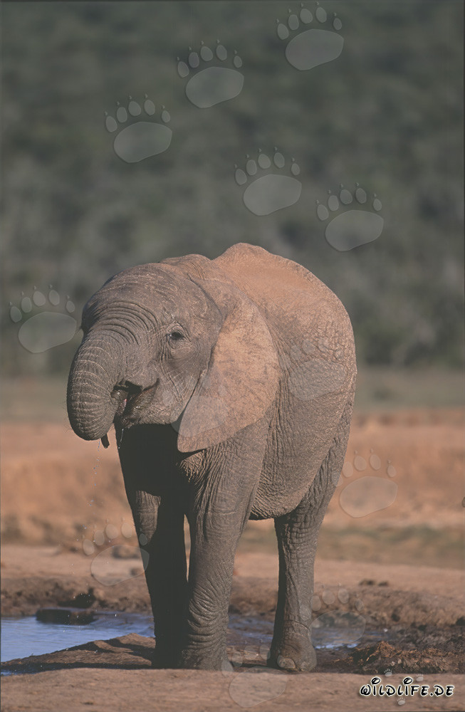Maestoso elefante africano che beve presso un pozzo d'acqua