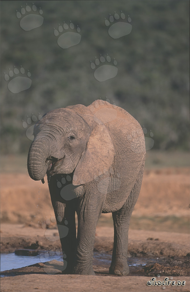 Éléphant africain majestueux buvant à un point d'eau