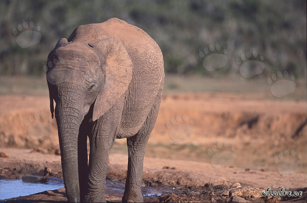 Trinkender Afrikanischer Elefant