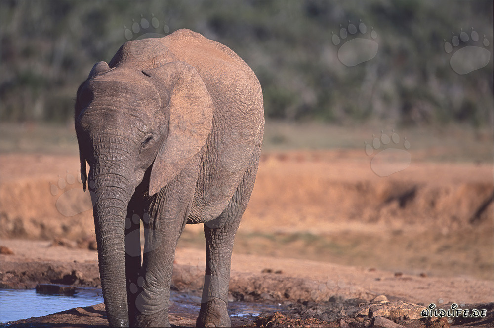 Elefante africano che beve