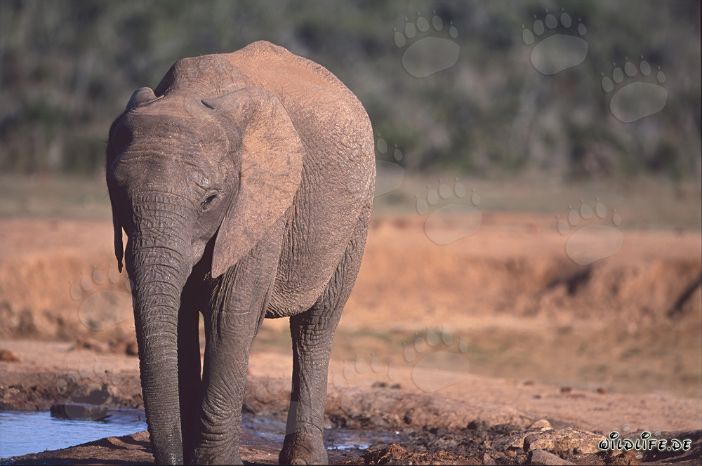 Éléphant africain buvant