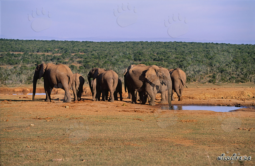 Majestic African Elephant Herd in the Wilderness of South Africa