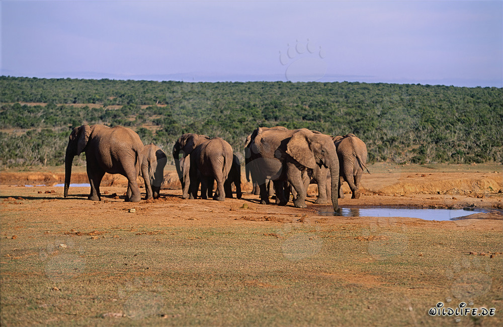 Majestätische afrikanische Elefantenherde in der Wildnis Südafrikas