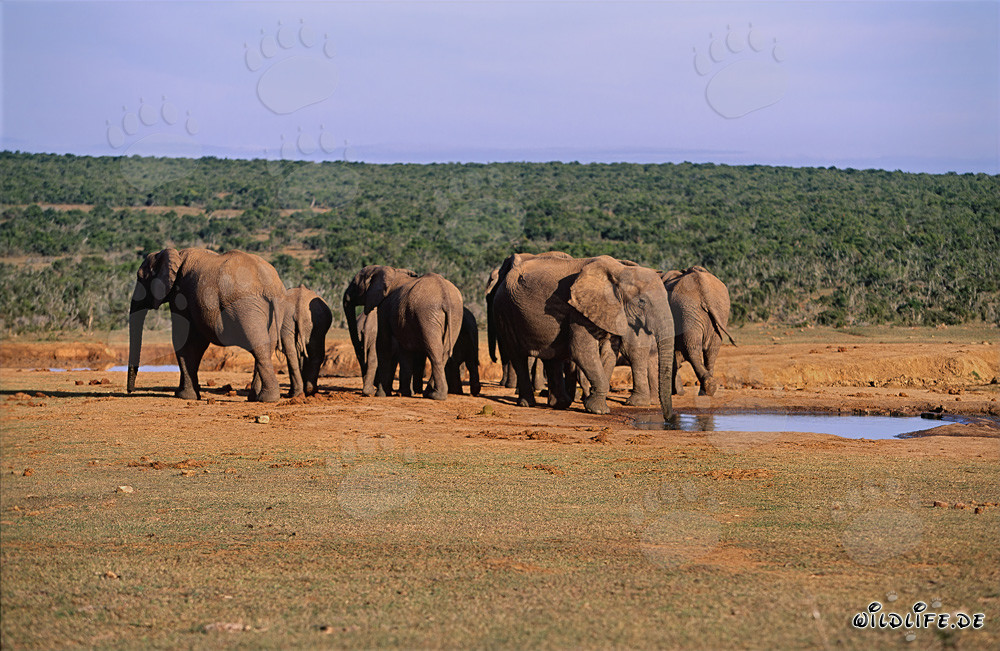 Majestoso branco di elefanti africani nella natura selvaggia del Sudafrica