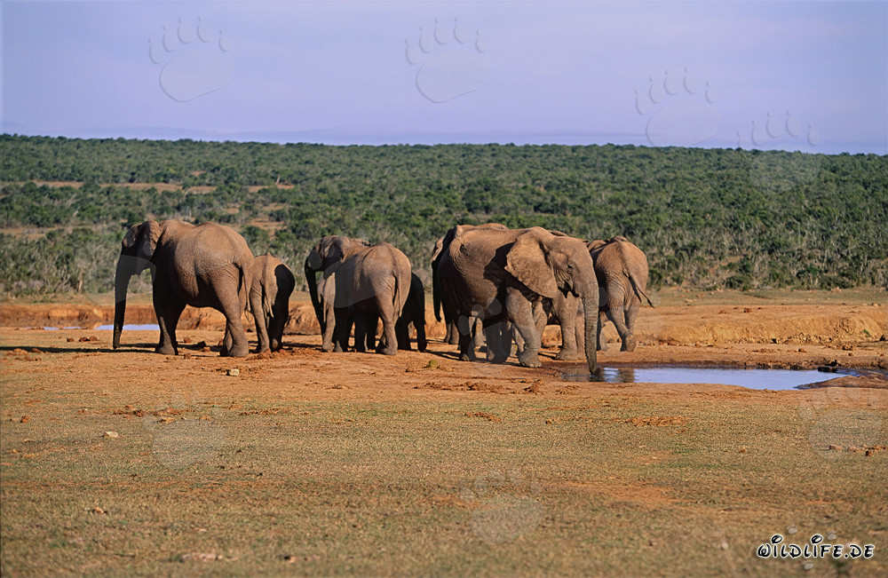 Manada majestuosa de elefantes africanos en la naturaleza salvaje de Sudáfrica