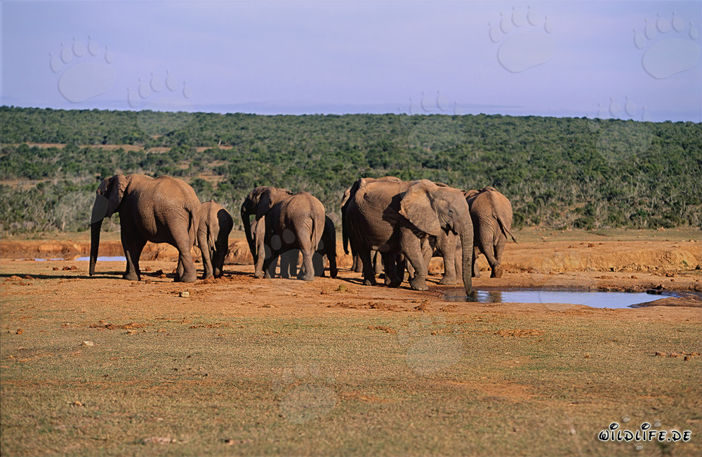 Herd majestueux d'éléphants africains dans la nature sauvage d'Afrique du Sud