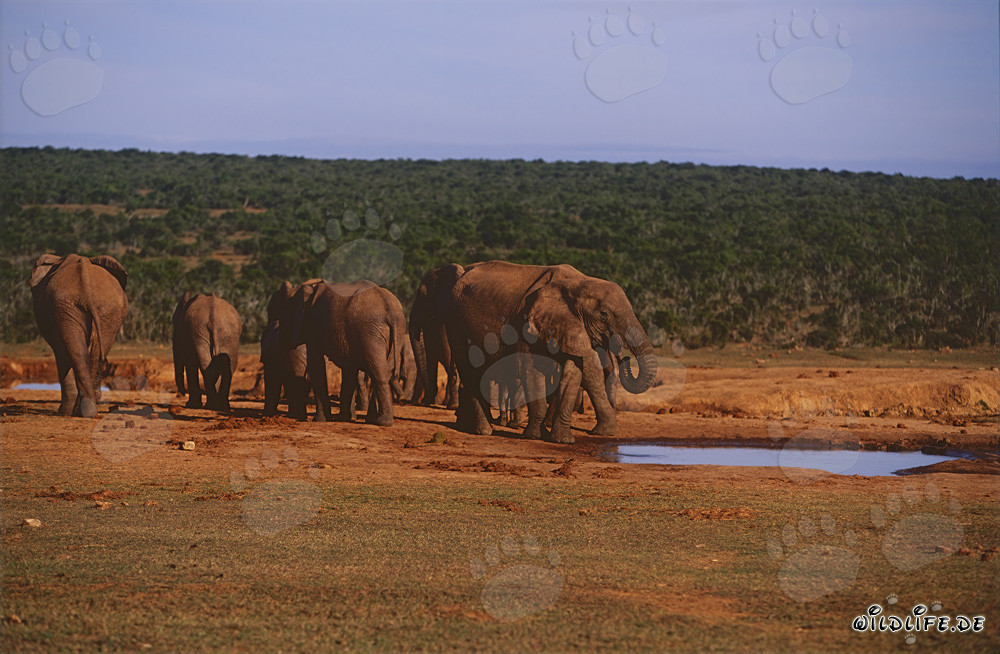 Majestic African elephant herd at waterhole