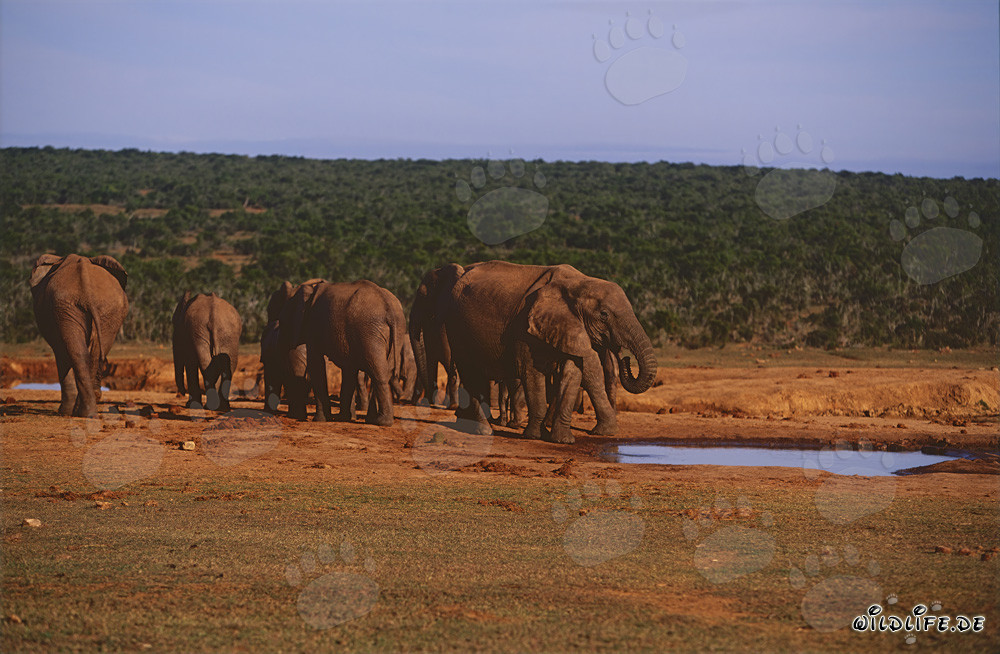 Majestoso branco di elefanti africani presso un punto d'acqua