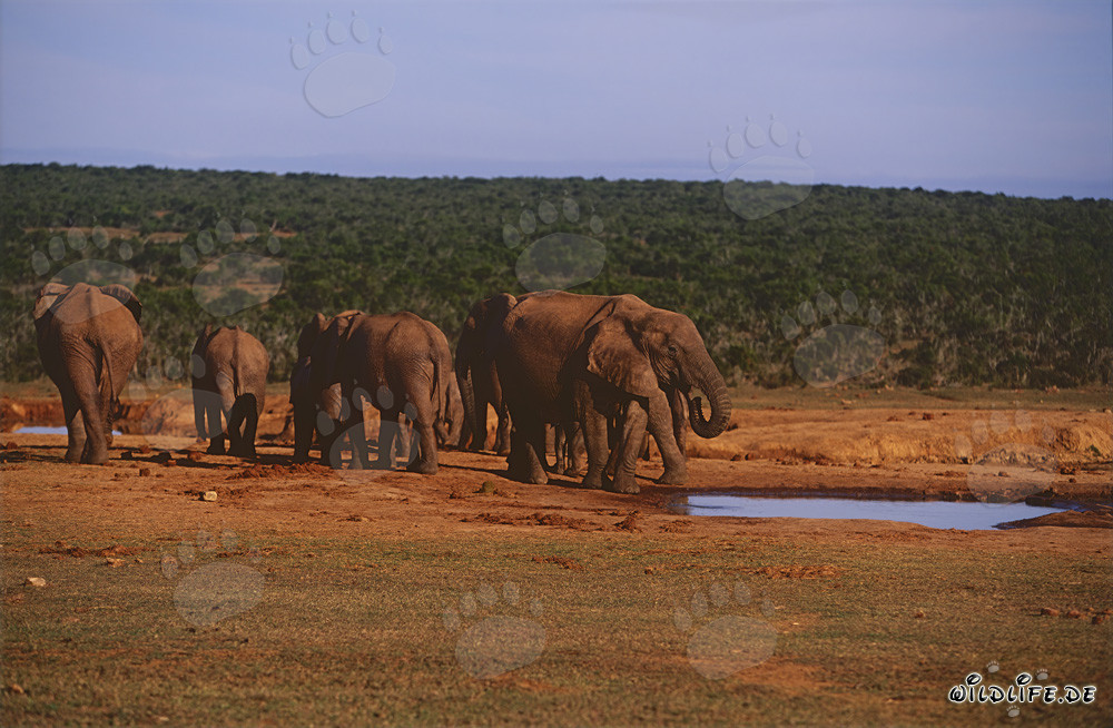 Manada majestuosa de elefantes africanos en punto de agua