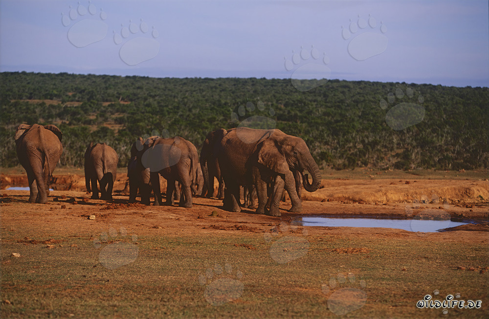 Troupeau majestueux d'éléphants africains près d'un point d'eau