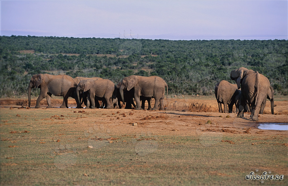 African Elephant Herd Drinking Water