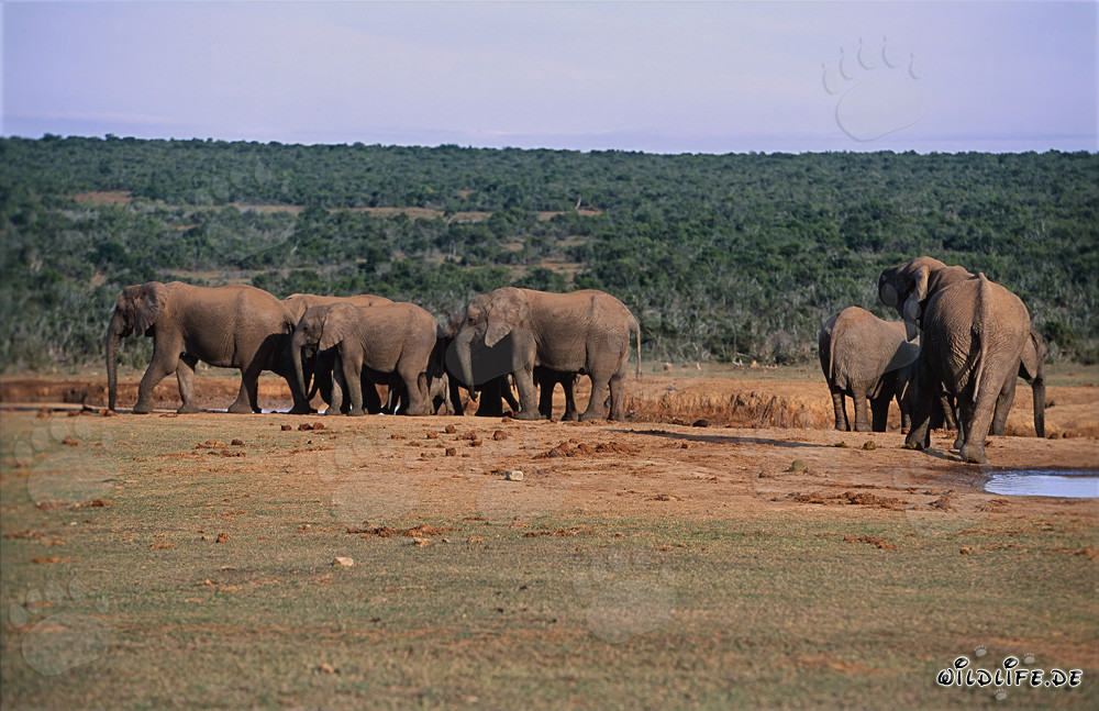Herd d'éléphants africains buvant de l'eau