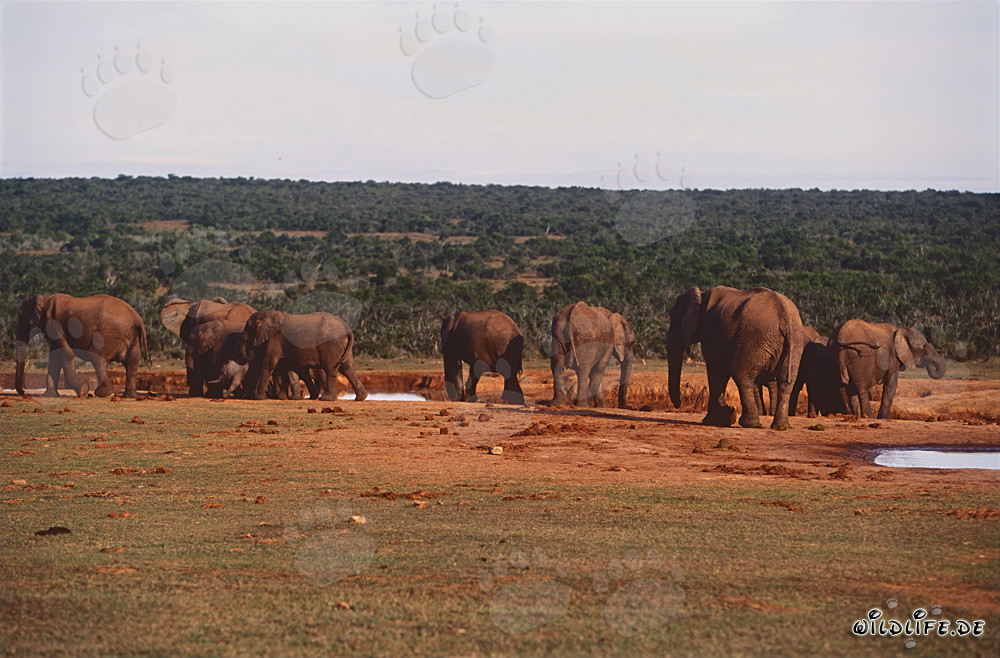 Majestic African Elephant Herd Drinking