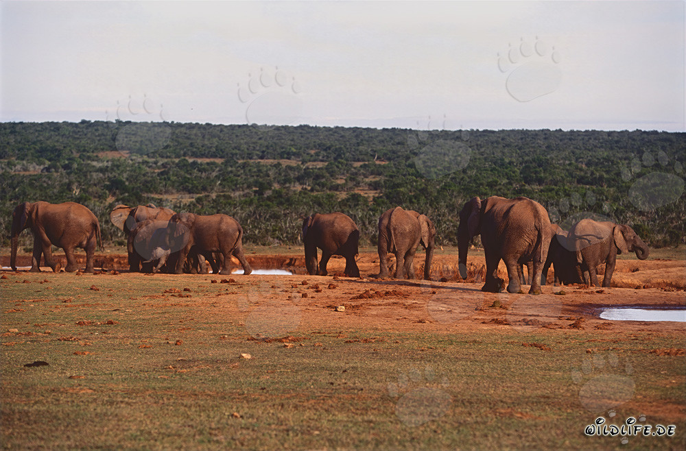 Herd d'éléphants africains majestueux en train de boire