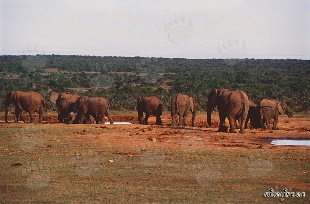 Manada majestuosa de elefantes africanos bebiendo