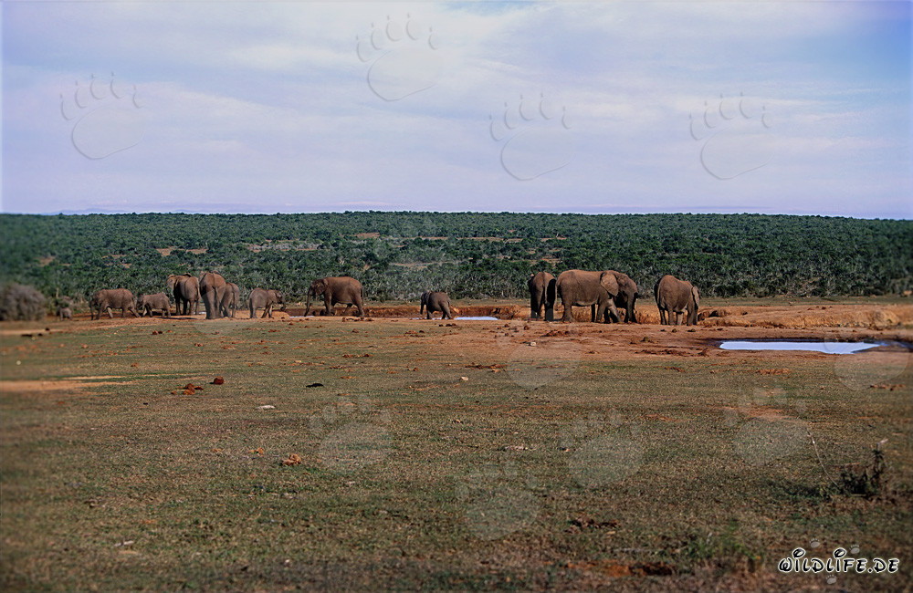 Majestic African Elephants Drinking at a Watering Hole