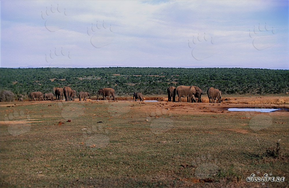 Elefantes africanos majestuosos bebiendo en un abrevadero