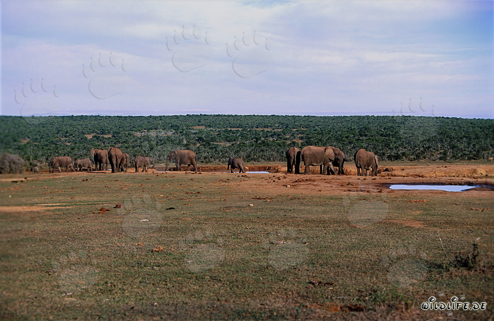 Éléphants africains majestueux buvant à un point d'eau