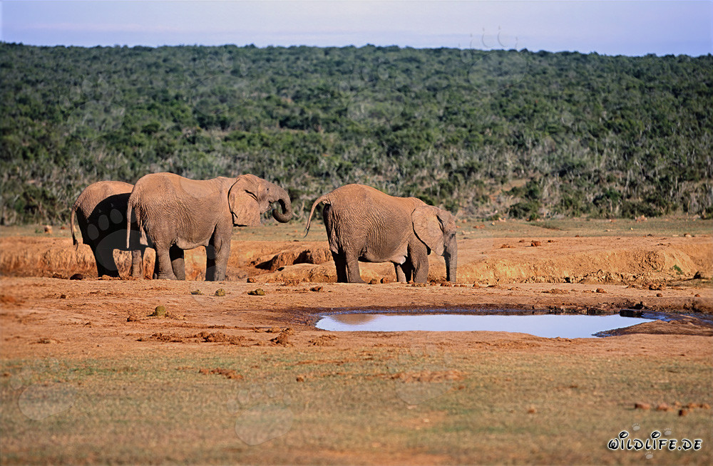 Elefanti africani maestosi che bevono