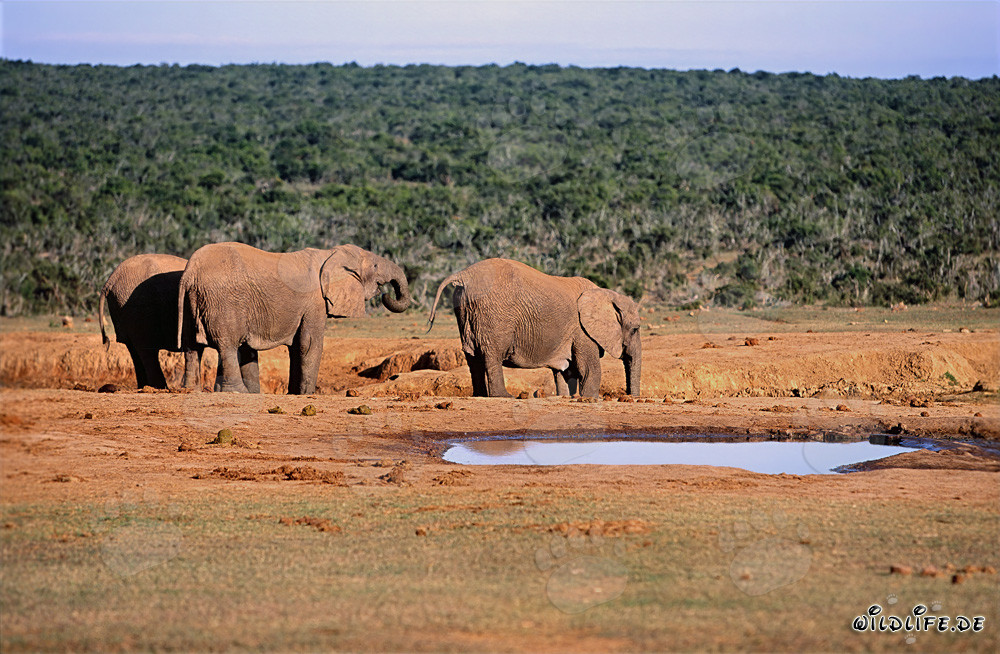 Majestic African Elephants Drinking