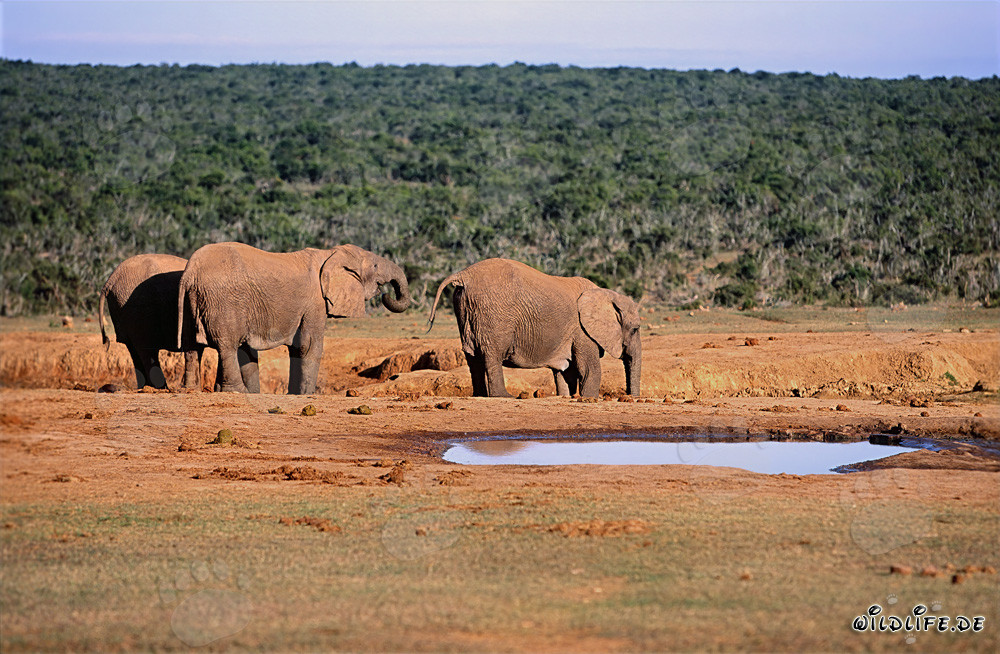 Éléphants africains majestueux en train de boire