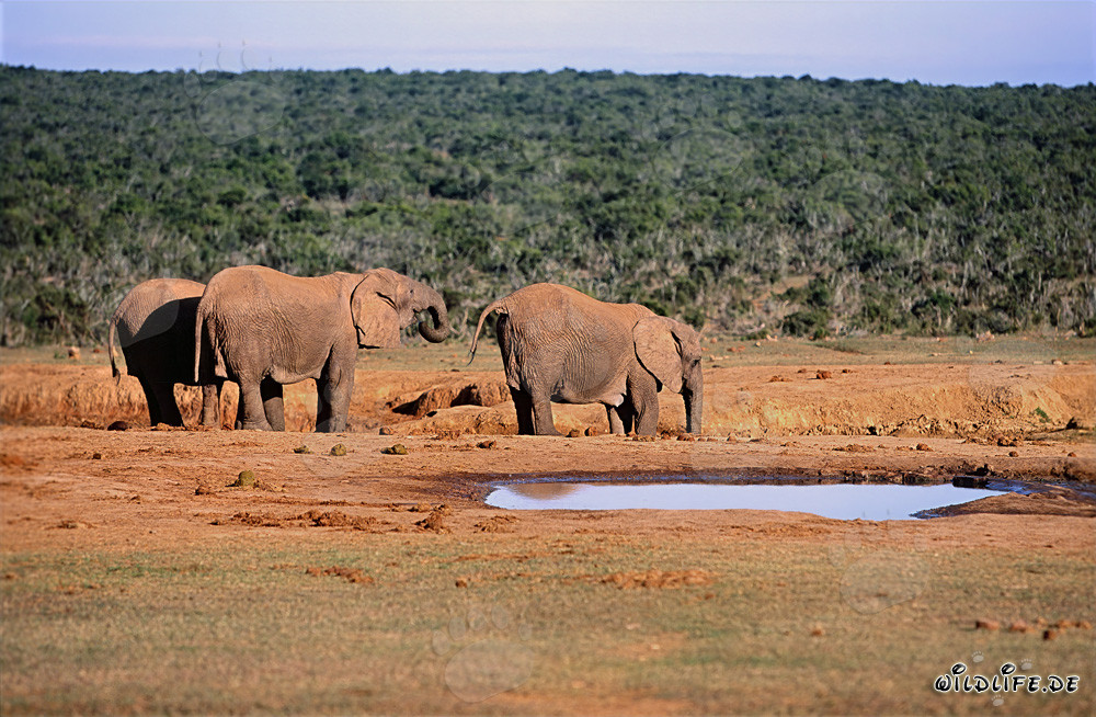 Elefantes africanos majestuosos bebiendo