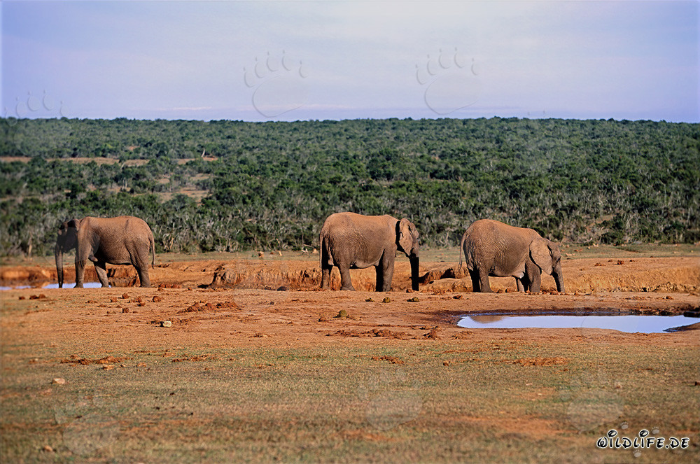 Majestic African Elephants at a Watering Hole